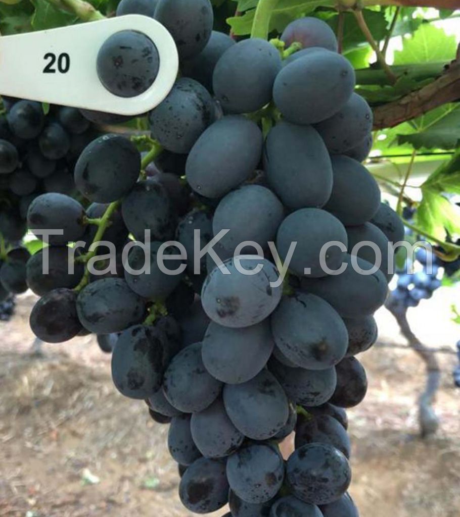 Fresh Grapes Superior seedless green, Crimson Thompson Flame Red globe grapes growers exporters Cheap fresh grapes