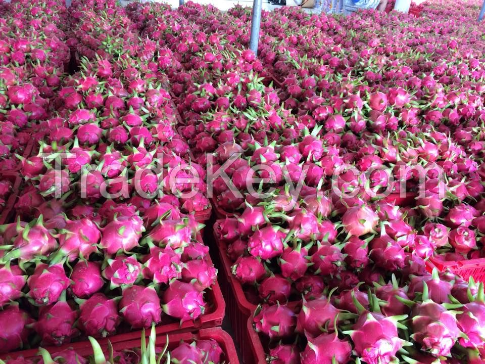 Fresh Dragon Fruit from high Quality and competitive price for export 2021