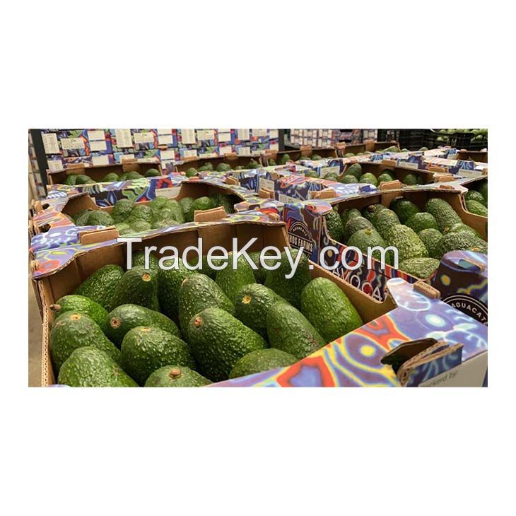 High Quality Wholesale Fresh Import Export Bulk Imported Guacamole Hass Avocado Price Supplier