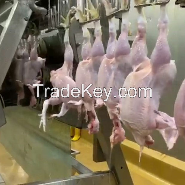 2000BPH Automatic Poultry Processing Equipment / Chicken Slaughtering Equipment / meat processing plant