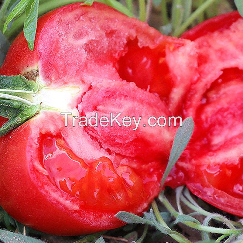 Fresh Tomato wholesale vegetables fresh tomato packaging with low price