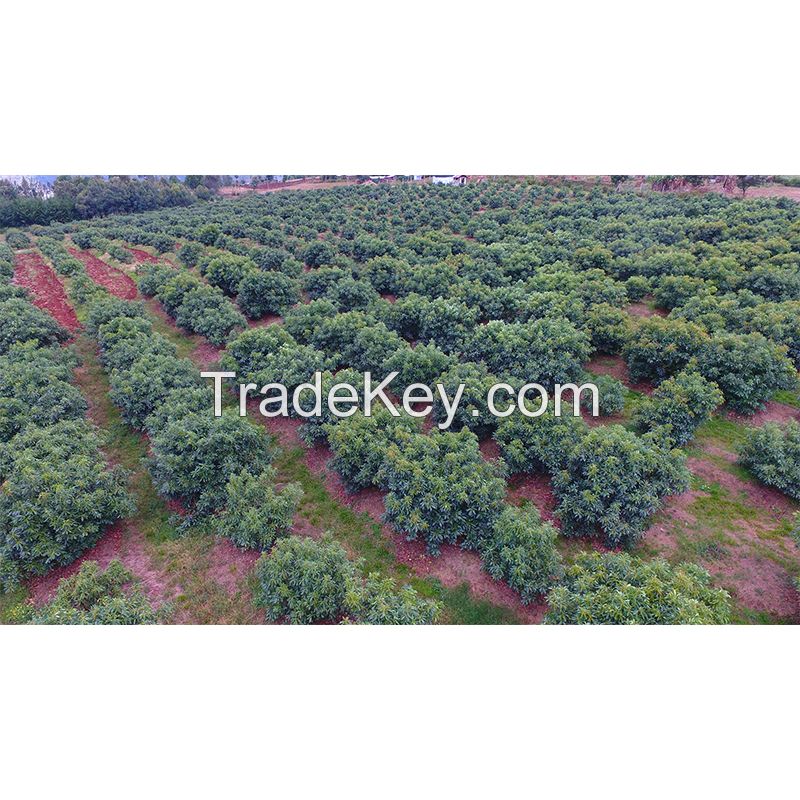 Fresh Avocado For Export With The Best Price Standard High from South Africa