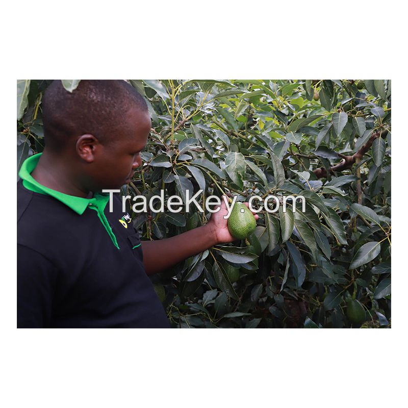Fresh Avocado For Export With The Best Price Standard High from South Africa