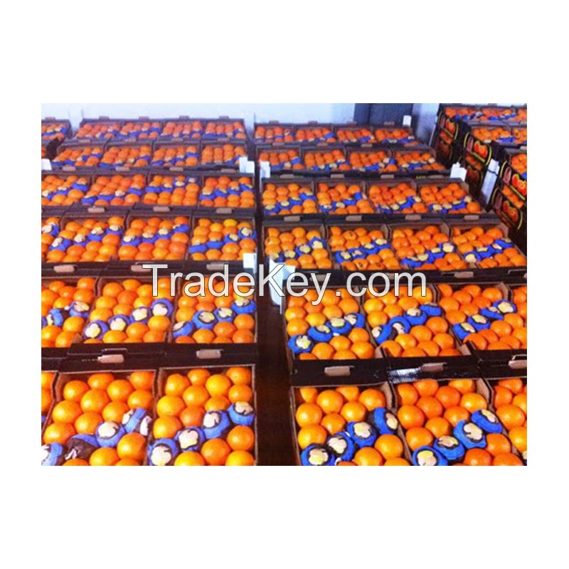 Best Selling Wholesale 100% Natural Sweet Taste Fresh Citrus Fruit