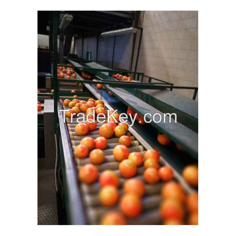 Best Selling Wholesale 100% Natural Sweet Taste Fresh Citrus Fruit