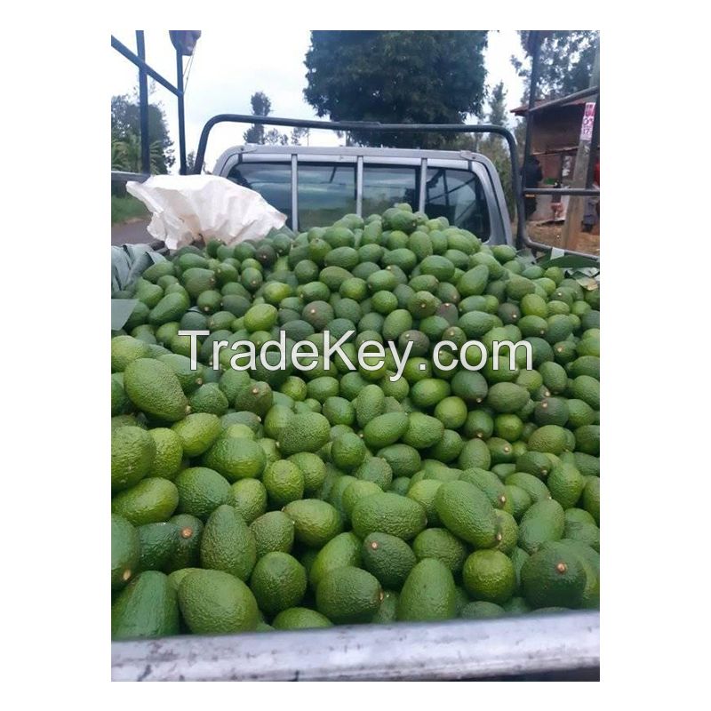 Fresh Avocado For Export With The Best Price Standard High from South Africa