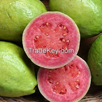 Best price Fresh Guava/Canned Guava for sale
