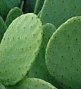 Prickly pear cactus, "Nopal"