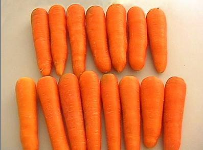 fresh carrot,