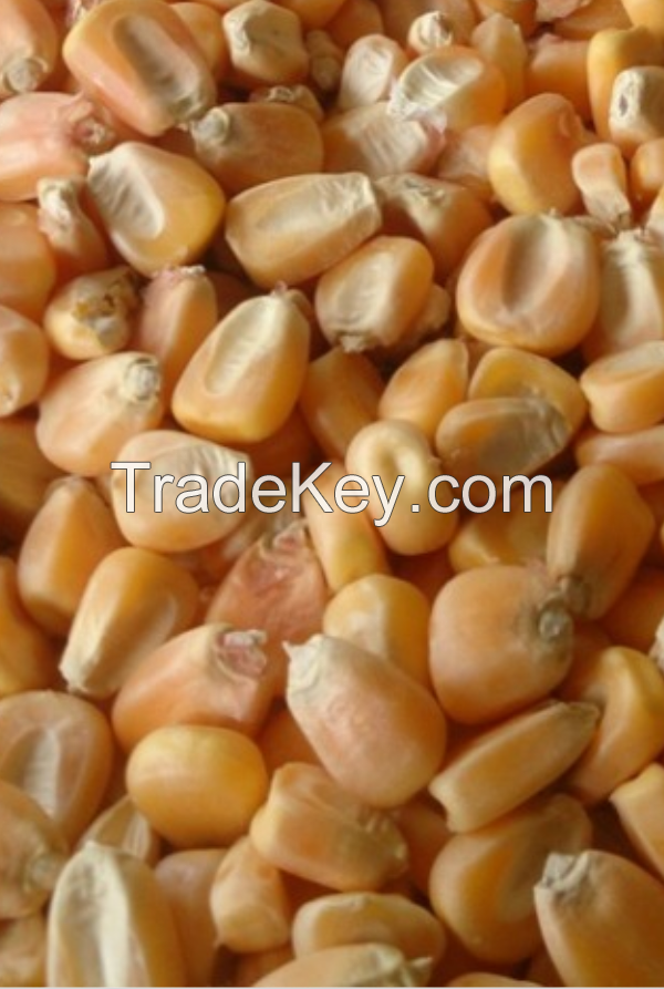 Wheat and corn from Russia export