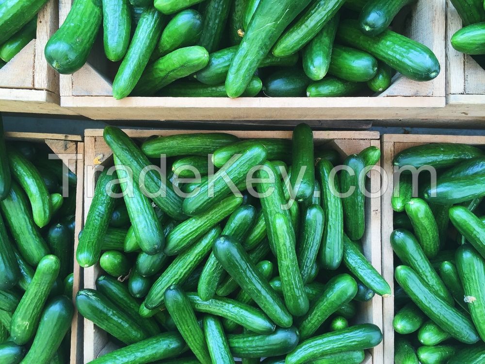 Fresh Cucumber