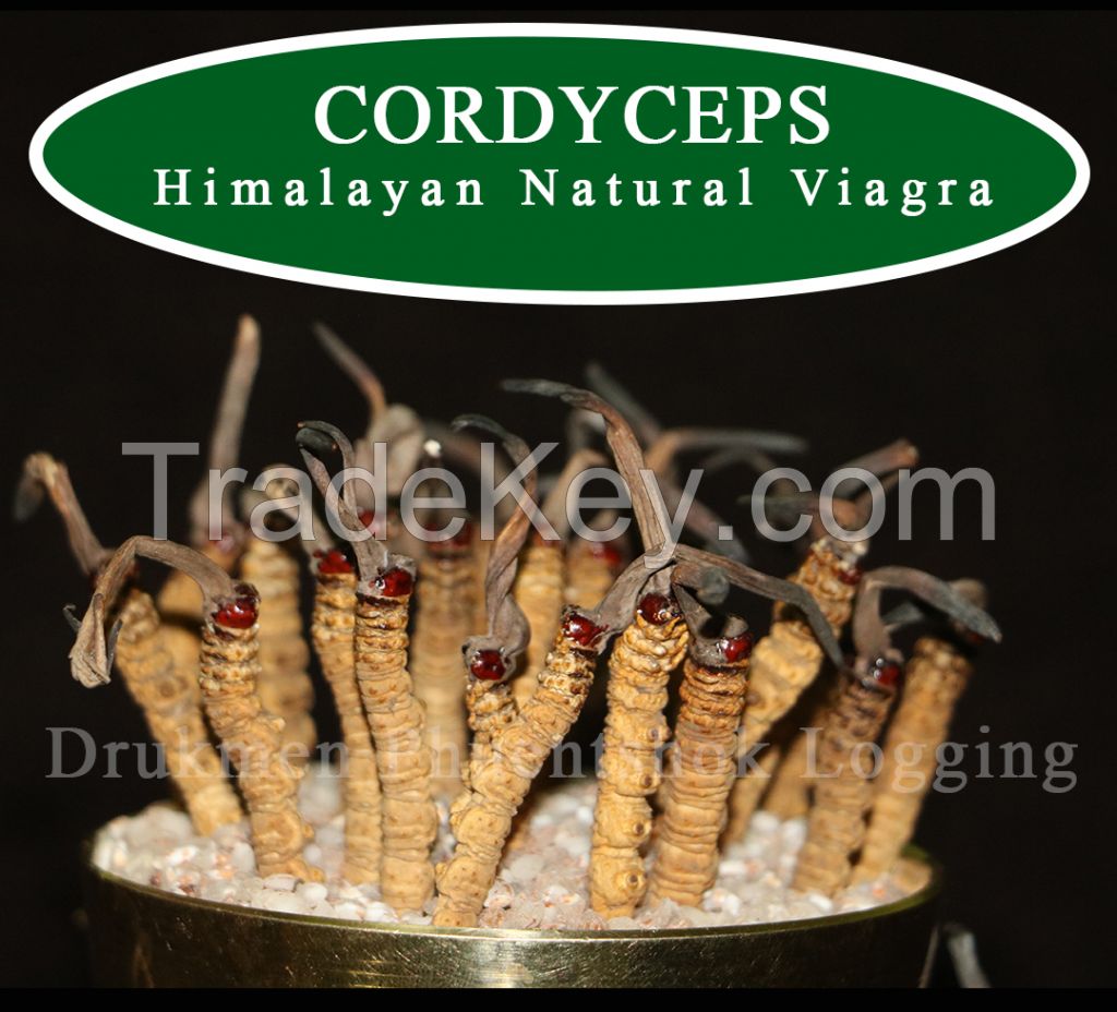 Cordyceps Sinensis