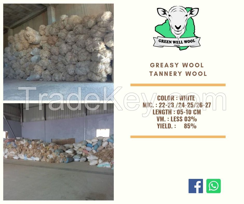 Algerian Greasy wool