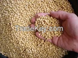 Non-GMO soybeans