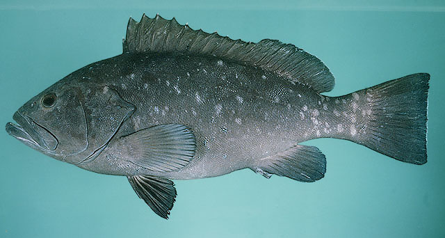 White grouper