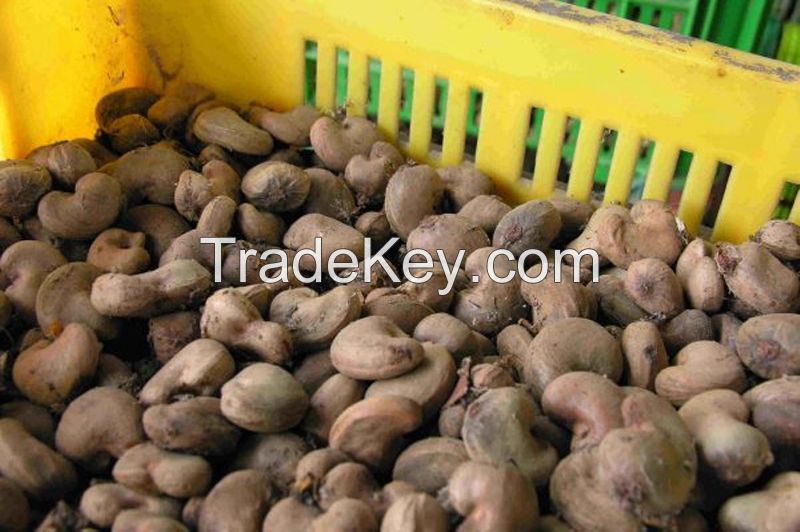 Raw Cashew Nuts 