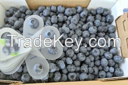IQF Frozen cultivated blueberries