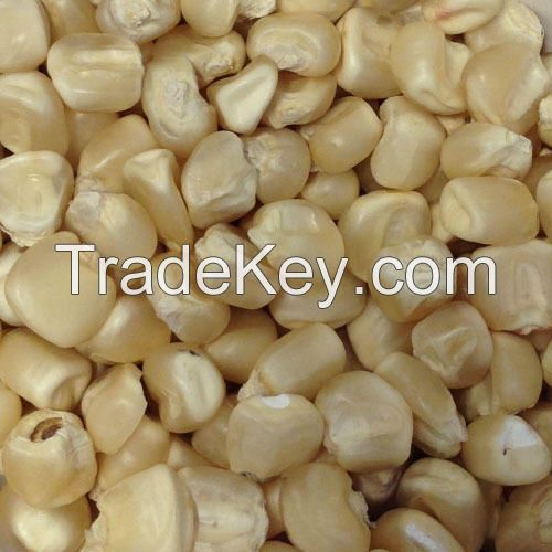 wholesale Yellow Corn available for bulk order