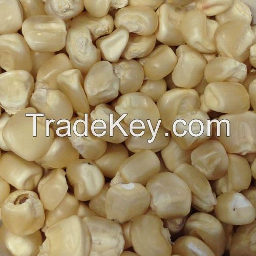 Yellow Corn and White Corn/ Yellow Maize for Animal Feed or Human