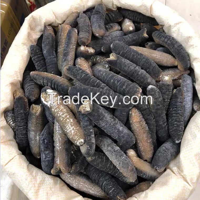 Best Price High Quality Sea Cucumber bulk supplier