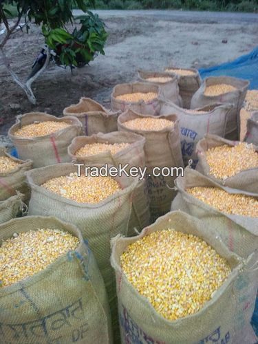 Yellow Corn for Animal Feed or Human consumption