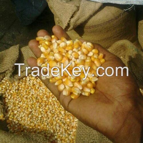 Yellow Corn and White Corn/ Yellow Maize for Animal Feed or Human