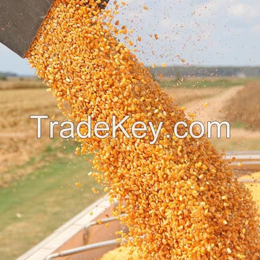 Yellow Maize for human consumption and Animal Feed