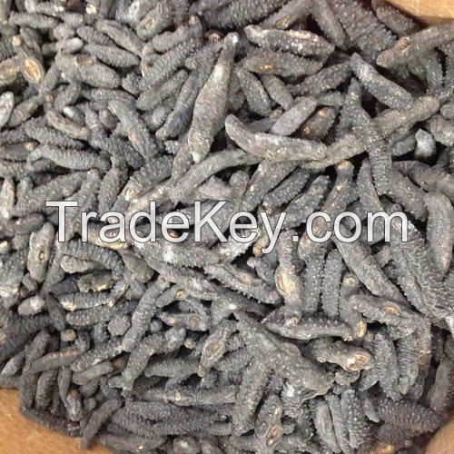 Best Price High Quality Sea Cucumber bulk supplier