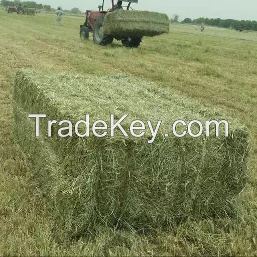 Rhodes Grass Hay Bales For Animal Feed and Forage
