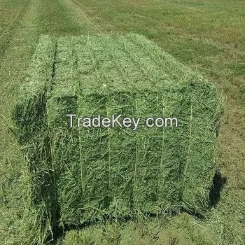 Buy wholesale Rhodes Grass Hay Bales For Animal Feed and Forage/alfalfa hay pellets