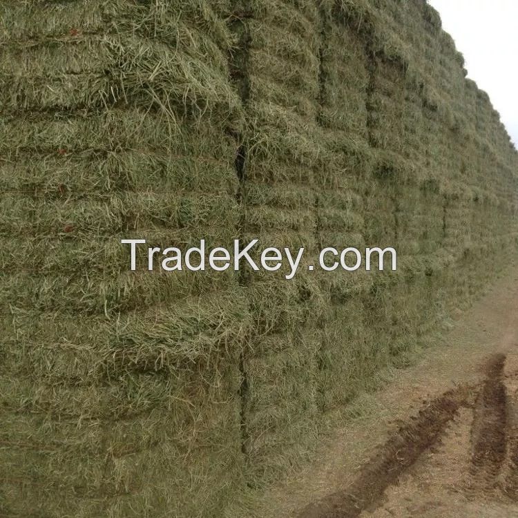 Order wholesale Rhodes Grass Hay Bales For Animal Feed and Forage/alfalfa hay pellets