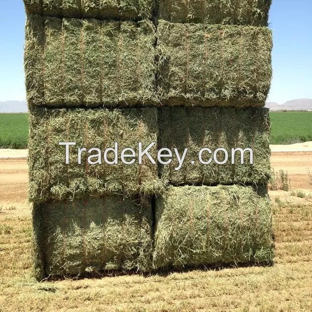 Rhodes Grass Hay Bales For Animal Feed and Forage