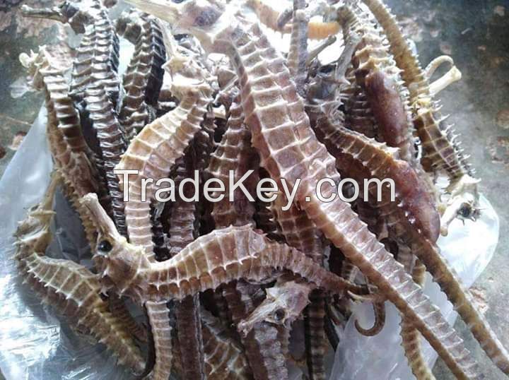 High grade dry Seahorse hippocampus all sizes available