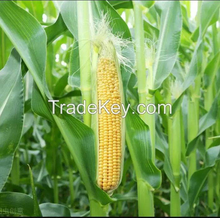 High quality silage bags corn animal feed yellow agriculture storage corn silage bag for cattle