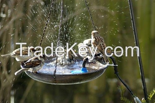 Bird Bath