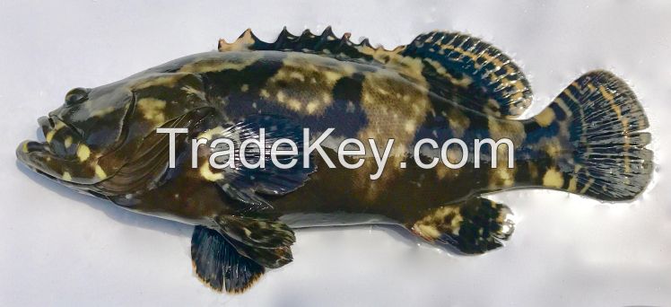 Hybrid grouper