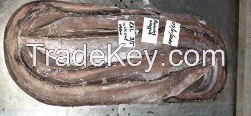 FROZEN EEL FISH