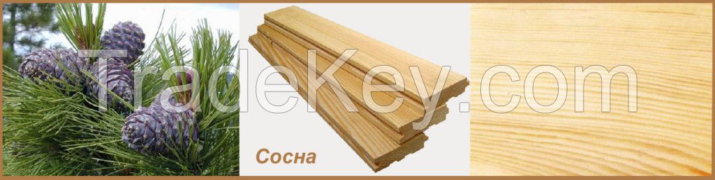 Siberian larch