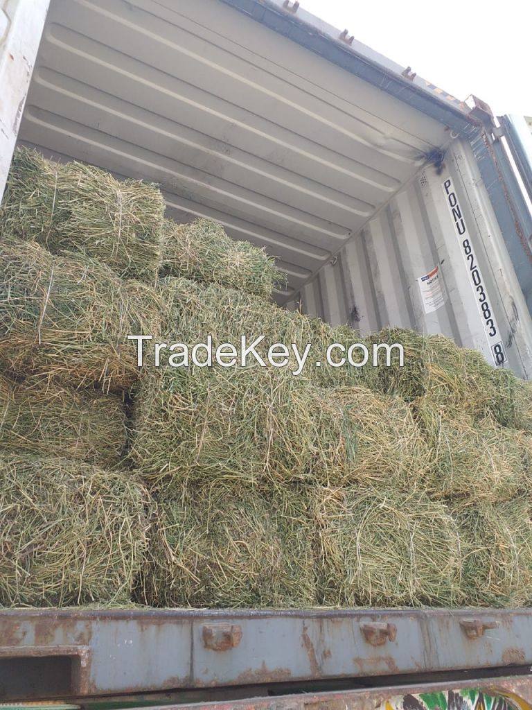 Rhodes Grass