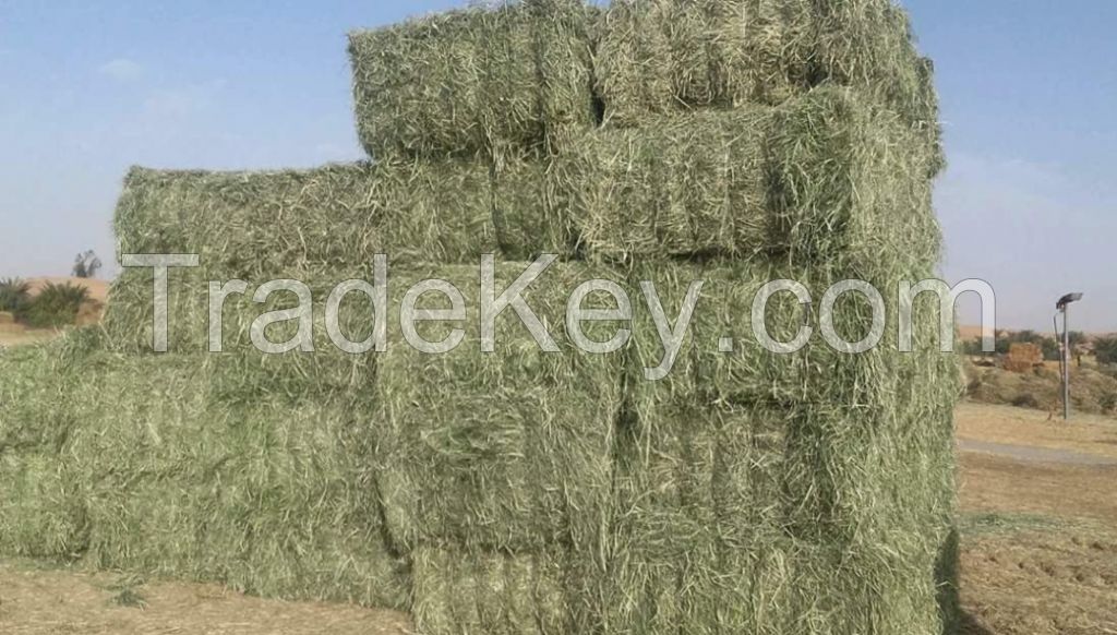 Rhodes Grass