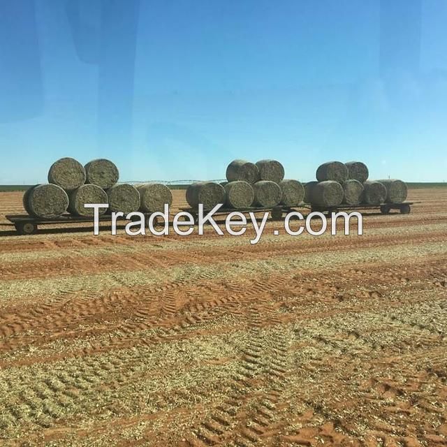 Peanut Hay