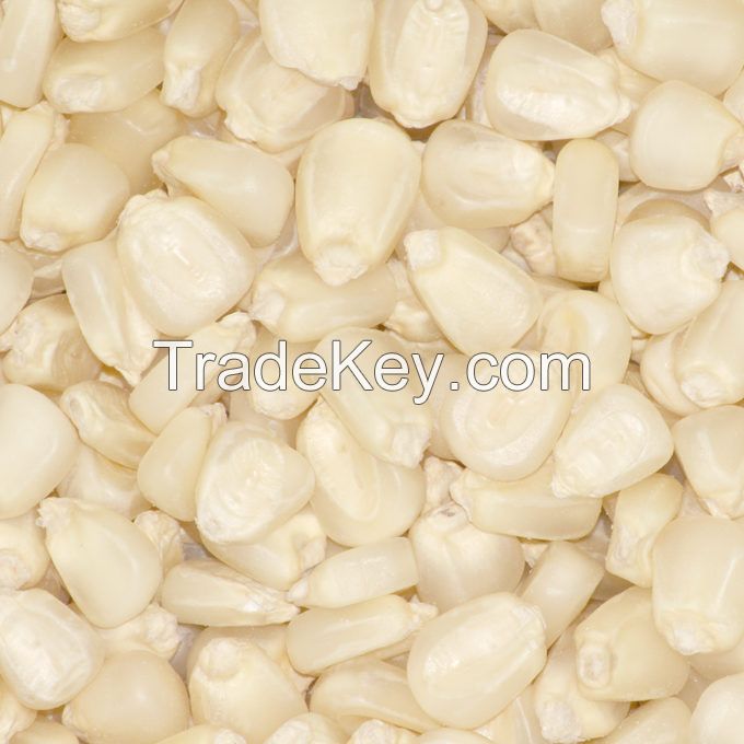 White Corn