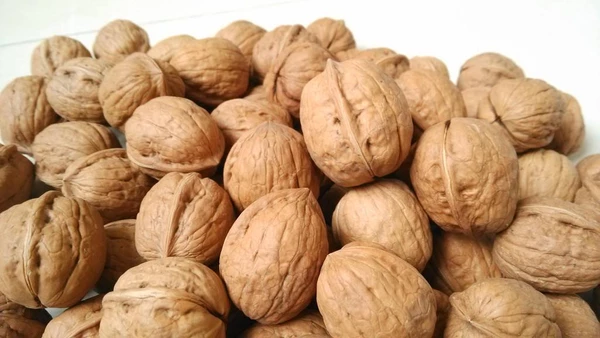 Walnuts in Thick Shell from Xinjiang