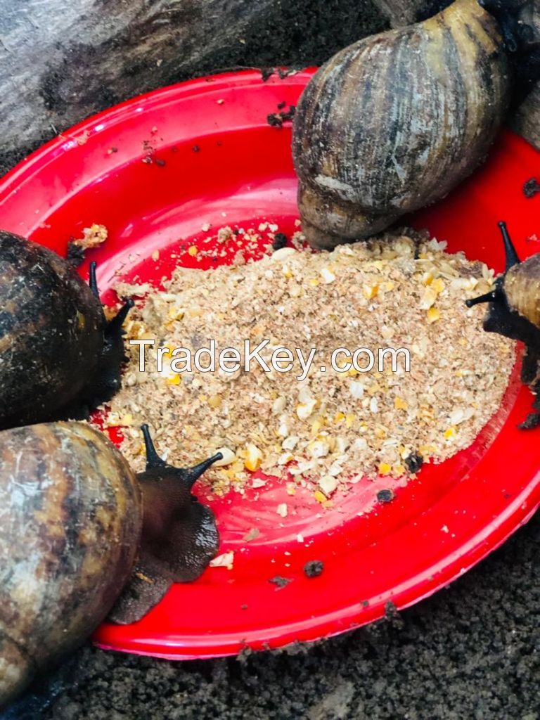 African Giant Snails