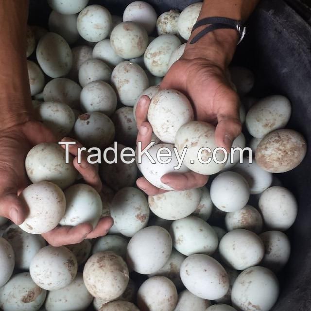 Original Salted Eggs in Brebes City, Indonesia