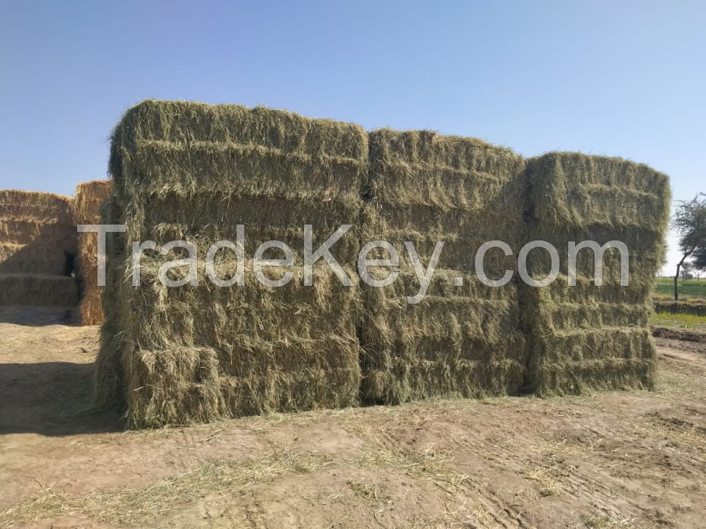 RHODES GRASS, WHEAT STRAW, RICE STRAW, YELLOW CORN, CORN SILAGE, ALFALFA HAY, PEANUT HAY