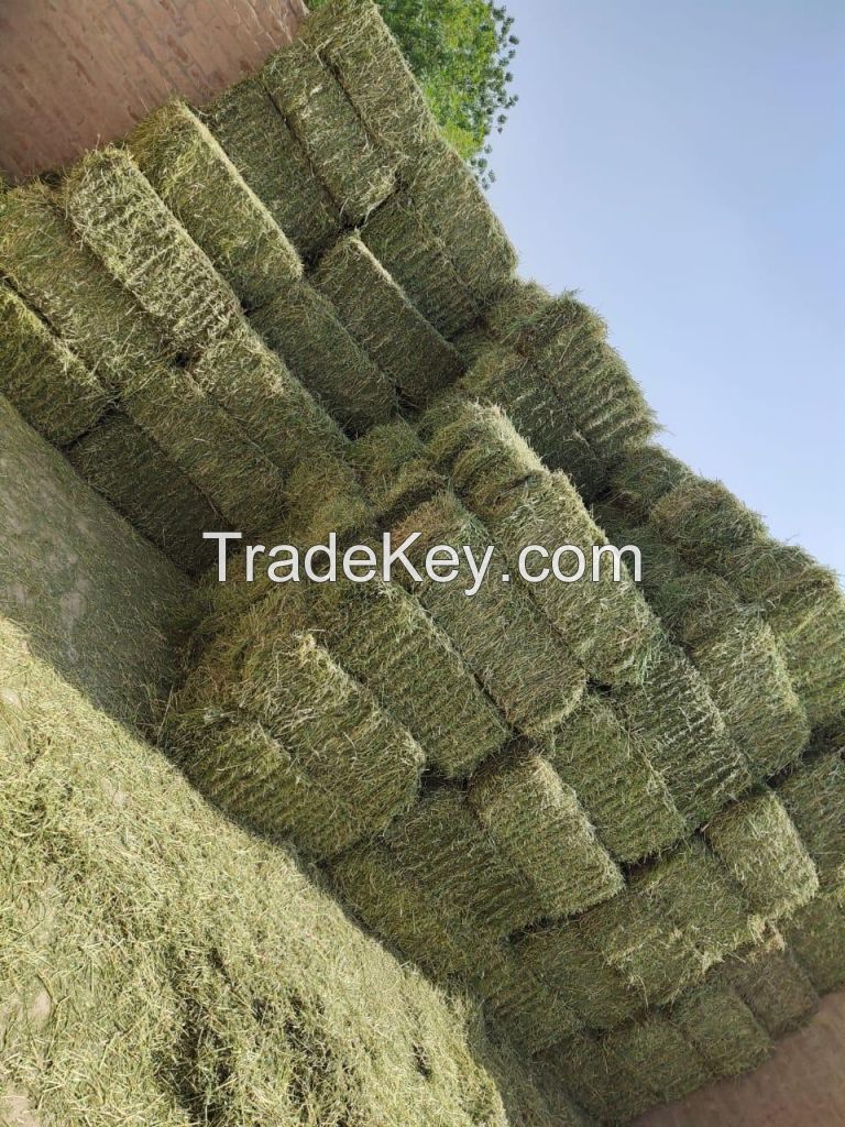 RHODES GRASS, WHEAT STRAW, CORN SILAGE, MOLASSES, COTTON SEED, YELLOW CORN,