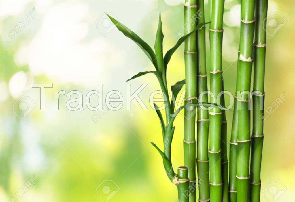 Bamboo Sticks