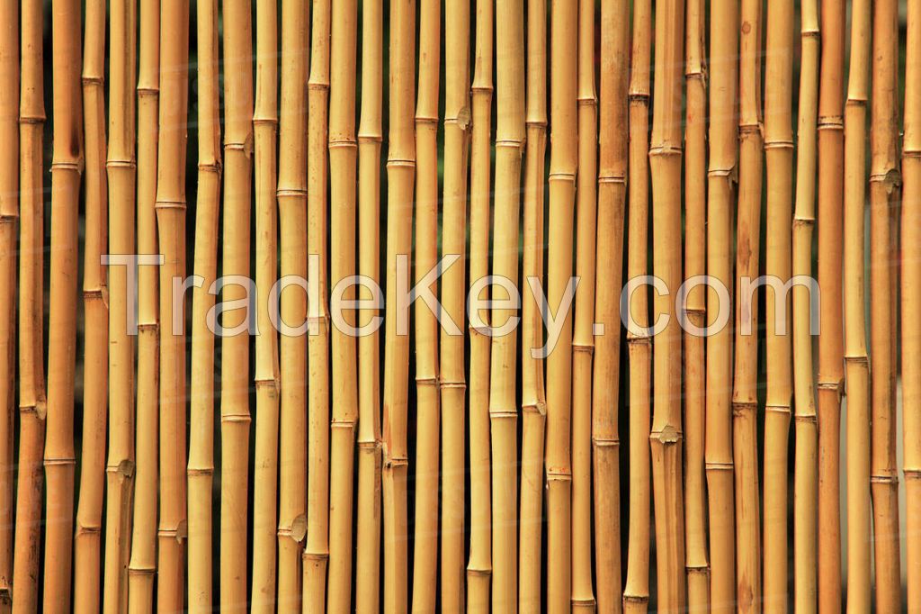 Bamboo Sticks