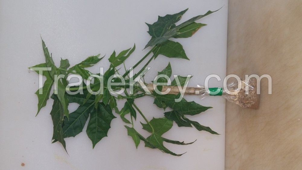 Chaya Tree Spinach Cuttings & Trees